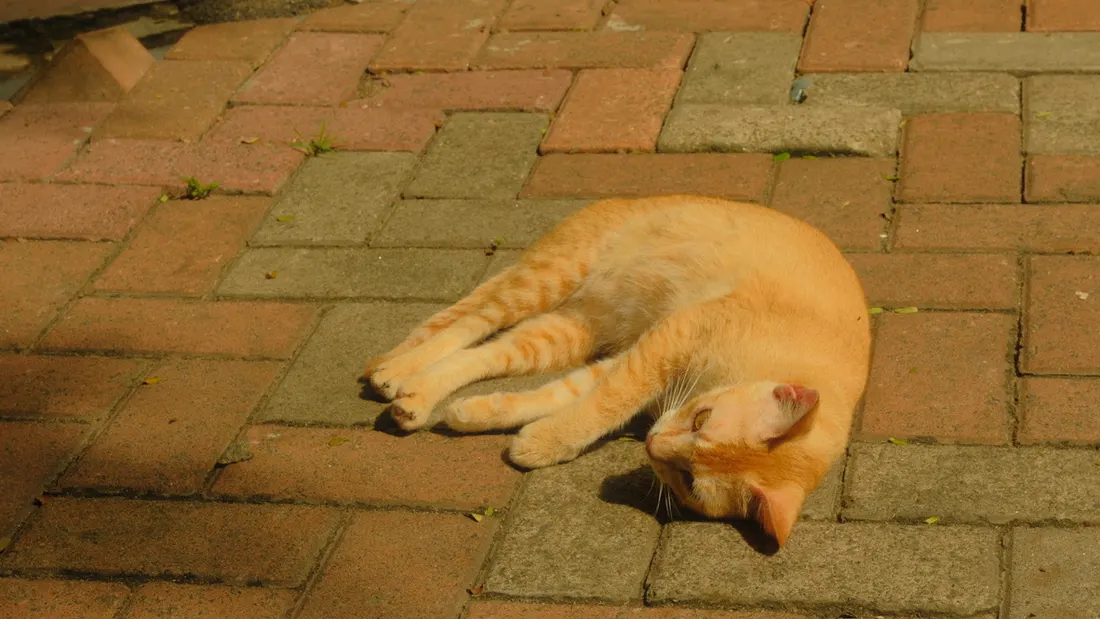A ginger cat asleep on a brick pavement