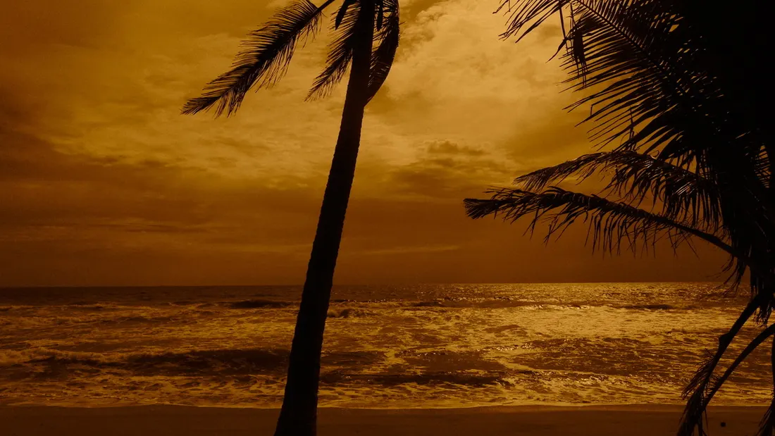 A palm tree silhouetted against an orange sunset over the sea